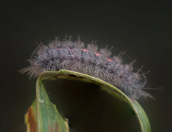 the brown colored moth caterpillar species.