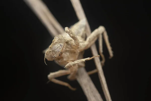 Getrocknete Braune Insekten Häutung Exoskelett Haut — Stockfoto