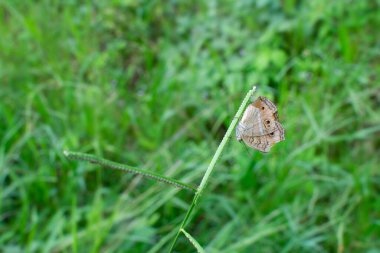 ypthima striata kelebeği ot sapına tünemiş