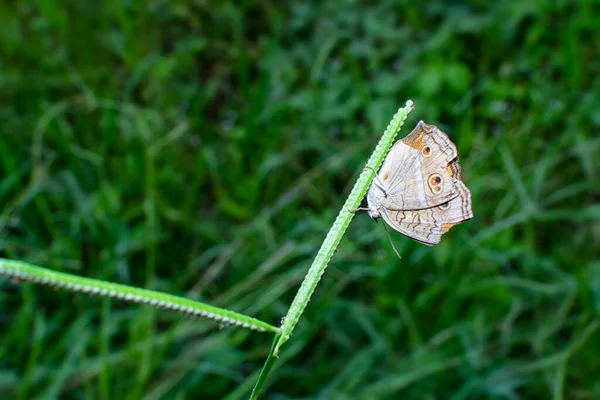 Ypthima Striata Papillon Perché Sur Tige Des Mauvaises Herbes — Photo