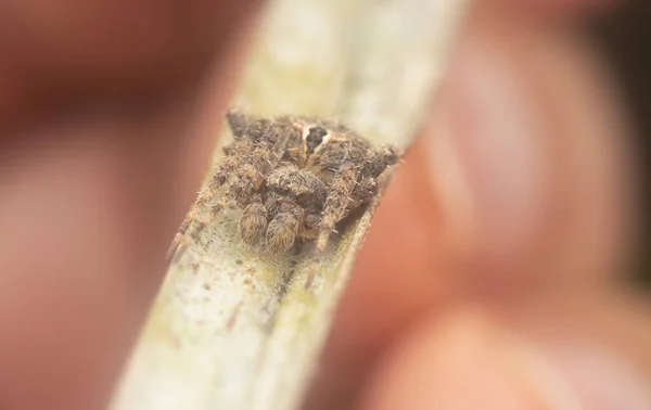 Lovitură Strânsă Păianjenului Male Neoscona — Fotografie, imagine de stoc