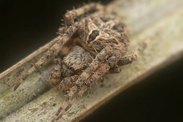 Plan Rapproché Araignée Mâle Neoscona — Photo