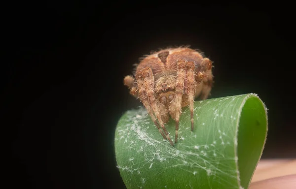 Close Shot Male Neoscona Spider — Stock Photo, Image