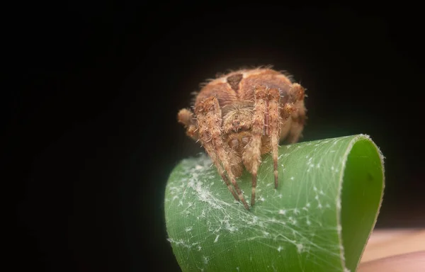 Tiro Perto Aranha Neoscona Masculino — Fotografia de Stock