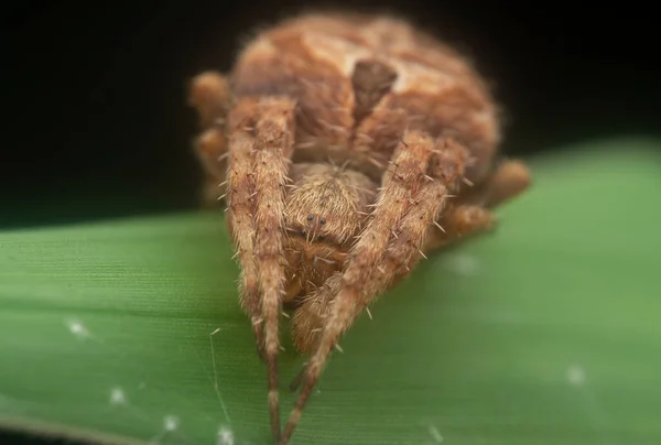 Tiro Cerca Araña Neoscona Macho — Foto de Stock