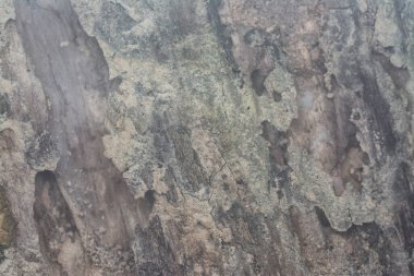 Ağaç kabuğu dokusunun pis yüzeyi