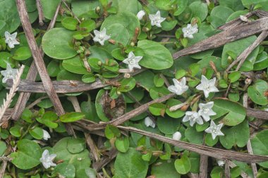 yabani alkornea triplinervia meyve bitkisi 