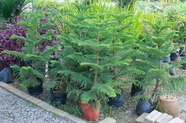 spiky leafy araucaria heterophylla plant clipart