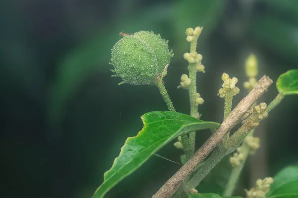 Planě Rostoucí Ovocná Rostlina Alchornea Triplinervia — Stock fotografie