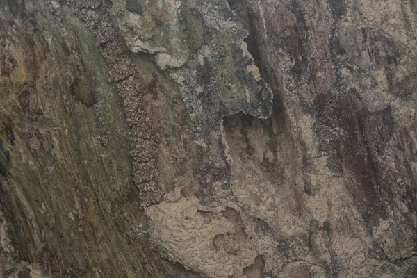Ağaç Kabuğu Dokusunun Pis Yüzeyi — Stok fotoğraf