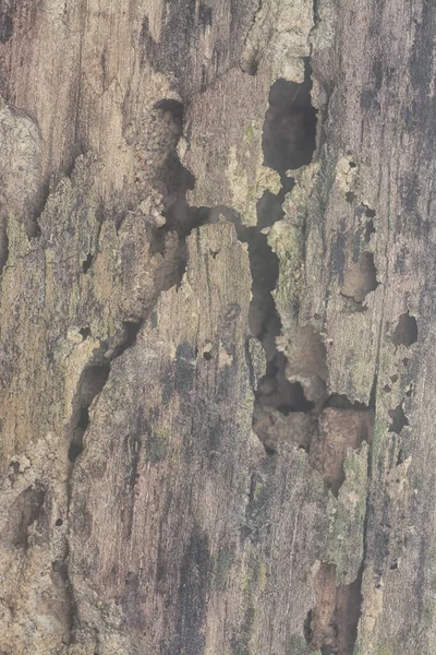 Knirschende Oberfläche Der Baumrinde — Stockfoto