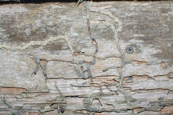 Weathered Decayed Wall Plank Wood Texture — Stock Photo, Image