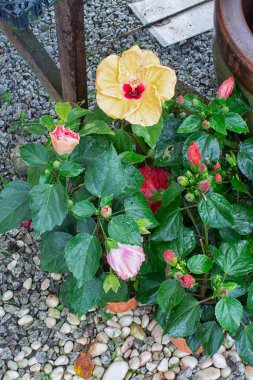 Renkli Hibiscus melezlerinin plastik torbası. 