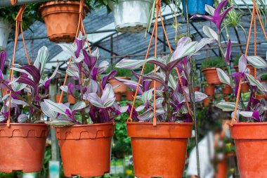 Tradescantia zebrina pembe bitkisinin asılı saksıları.
