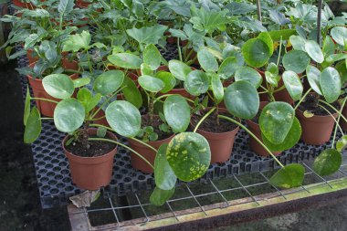 Peperomia polibotya bitkisinin yuvarlak yaprakları