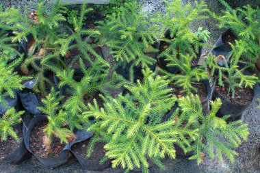 Genç dikenli yapraklı araucaria heterofilla bitkisi