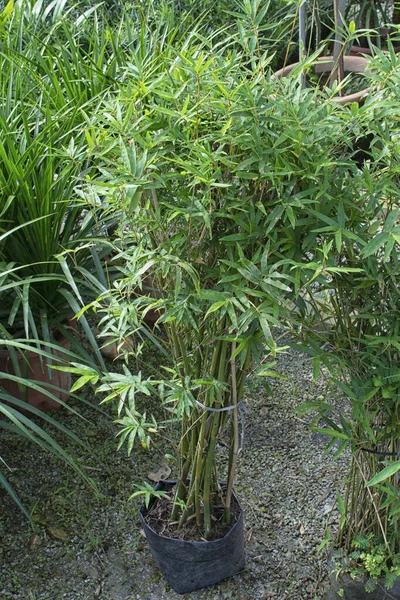 丛生的中国矮竹树 — 图库照片
