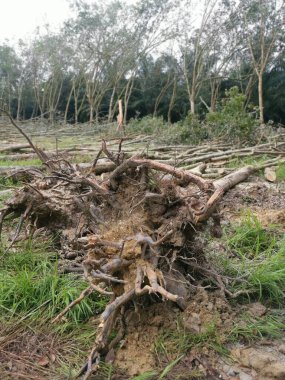 Kauçuk arazinin ormansızlaşması