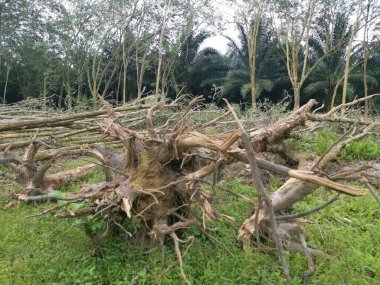 Kauçuk arazinin ormansızlaşması