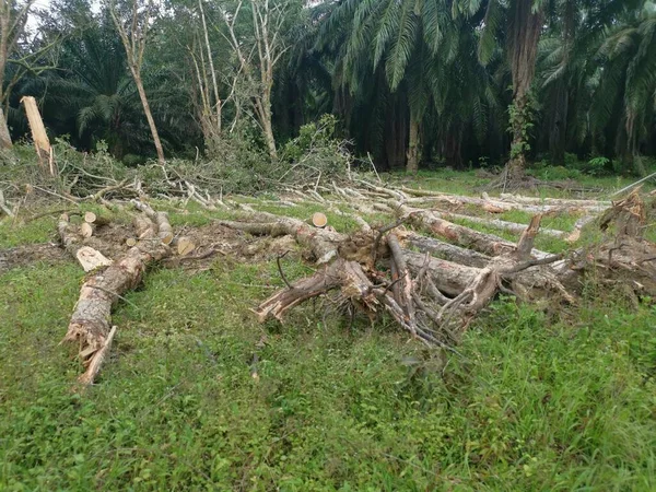 Desflorestação Propriedade Borracha — Fotografia de Stock