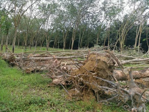 Desflorestação Propriedade Borracha — Fotografia de Stock