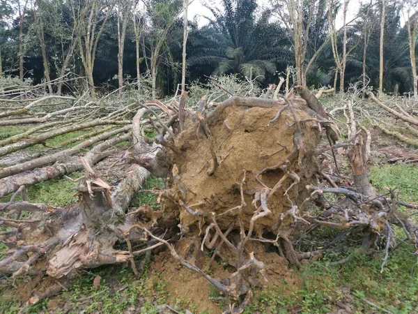 Desflorestação Propriedade Borracha — Fotografia de Stock