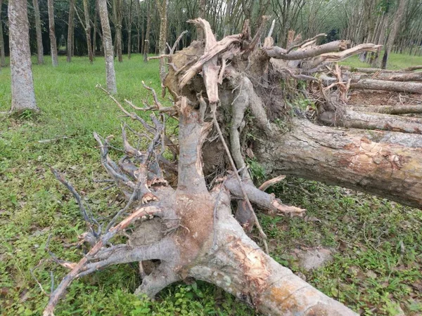 Desflorestação Propriedade Borracha — Fotografia de Stock