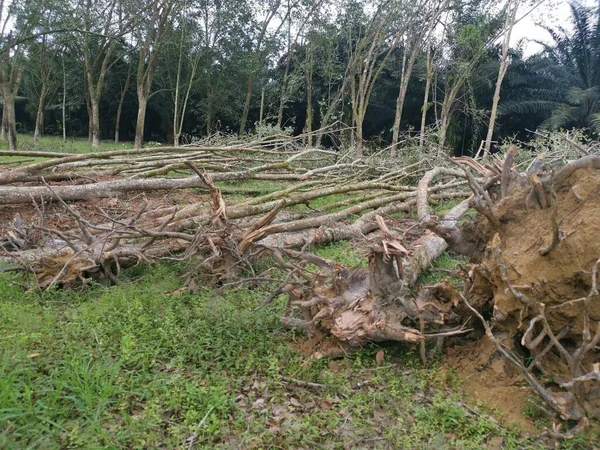 Wylesianie Posiadłości Gumy — Zdjęcie stockowe