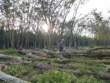 Perak, Malezya. 8 Şubat 2022: Kg Koh kauçuk plantasyonundaki ormansız çiftliğin eski kauçuk gövdelerini kesen elektrikli testere kullanan tanınmamış bir adam.