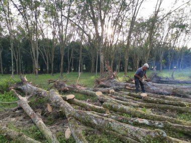 Perak, Malezya. 8 Şubat 2022: Kg Koh kauçuk plantasyonundaki ormansız çiftliğin eski kauçuk gövdelerini kesen elektrikli testere kullanan tanınmamış bir adam.