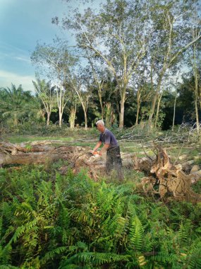 Perak, Malezya. 8 Şubat 2022: Kg Koh kauçuk plantasyonundaki ormansız çiftliğin eski kauçuk gövdelerini kesen elektrikli testere kullanan tanınmamış bir adam.