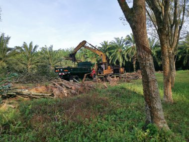 Perak, Malezya. 8 Şubat 2022: Kg Koh kauçuk plantasyonunda taşınmak üzere ağaç gövdesi parçalarını kamyonun üzerine kaldırma.