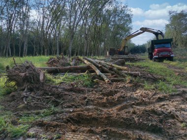 Perak, Malezya. 8 Şubat 2022: Kg Koh kauçuk plantasyonunda taşınmak üzere ağaç gövdesi parçalarını kamyonun üzerine kaldırma.