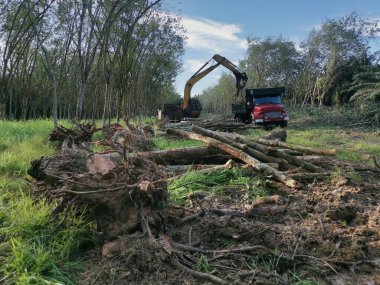 Perak, Malezya. 8 Şubat 2022: Kg Koh kauçuk plantasyonunda taşınmak üzere ağaç gövdesi parçalarını kamyonun üzerine kaldırma.