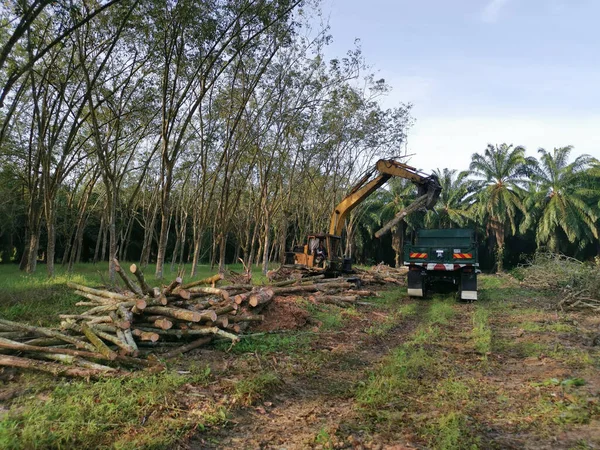 Perak Malaysia Februar 2022 Bagger Hebt Abgesägte Baumstammteile Auf Den — Stockfoto