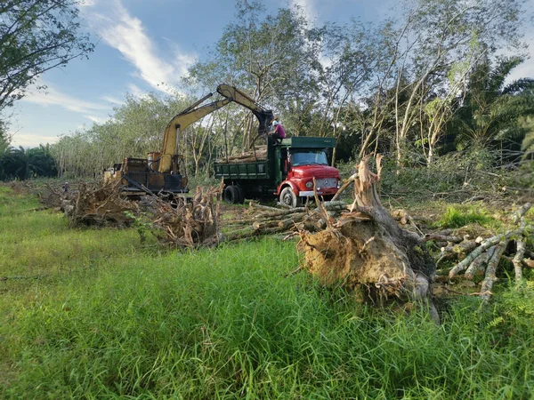 Perak Malasia Febrero 2022 Excavadora Acaparadora Levantando Trozos Tronco Árbol —  Fotos de Stock