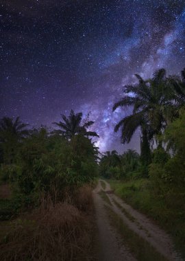 Palmiye yağı tarlasında gece sahnesi