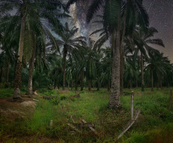 Night Scene Palm Oil Plantation — Stock Photo, Image