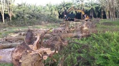 Perak, Malezya. 8 Şubat 2022: Yakalayıcı kazıcı hidrolik makinesi kesilen ağaçları yüklüyor ve Kg Koh kauçuk plantasyonundaki işleme tesisine teslim edilmek üzere kamyona yükleniyor.