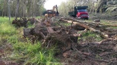 Perak, Malezya. 8 Şubat 2022: Yakalayıcı kazıcı hidrolik makinesi kesilen ağaçları yüklüyor ve Kg Koh kauçuk plantasyonundaki işleme tesisine teslim edilmek üzere kamyona yükleniyor.