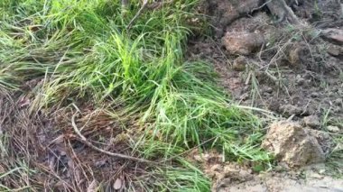 Perak, Malezya. 8 Şubat 2022: Yakalayıcı kazıcı hidrolik makinesi kesilen ağaçları yüklüyor ve Kg Koh kauçuk plantasyonundaki işleme tesisine teslim edilmek üzere kamyona yükleniyor.