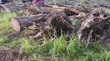 Perak, Malezya. 8 Şubat 2022: Yakalayıcı kazıcı hidrolik makinesi kesilen ağaçları yüklüyor ve Kg Koh kauçuk plantasyonundaki işleme tesisine teslim edilmek üzere kamyona yükleniyor.