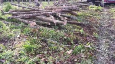 Perak, Malezya. 8 Şubat 2022: Yakalayıcı kazıcı hidrolik makinesi kesilen ağaçları yüklüyor ve Kg Koh kauçuk plantasyonundaki işleme tesisine teslim edilmek üzere kamyona yükleniyor.