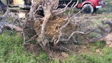 Perak, Malezya. 8 Şubat 2022: Yakalayıcı kazıcı hidrolik makinesi kesilen ağaçları yüklüyor ve Kg Koh kauçuk plantasyonundaki işleme tesisine teslim edilmek üzere kamyona yükleniyor.