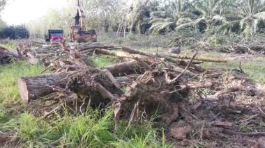 Perak, Malezya. 8 Şubat 2022: Yakalayıcı kazıcı hidrolik makinesi kesilen ağaçları yüklüyor ve Kg Koh kauçuk plantasyonundaki işleme tesisine teslim edilmek üzere kamyona yükleniyor.