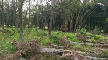 Perak, Malezya. 9 Şubat 2022: Yakalayıcı kazıcı hidrolik makinesi, Kg Koh kauçuk plantasyonunda toprağı yeni ekinlere hazırlamak için para kauçuk ağaçlarını kaldırdı ya da aşağı itti.