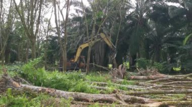 Perak, Malezya. 9 Şubat 2022: Yakalayıcı kazıcı hidrolik makinesi, Kg Koh kauçuk plantasyonunda toprağı yeni ekinlere hazırlamak için para kauçuk ağaçlarını kaldırdı ya da aşağı itti.