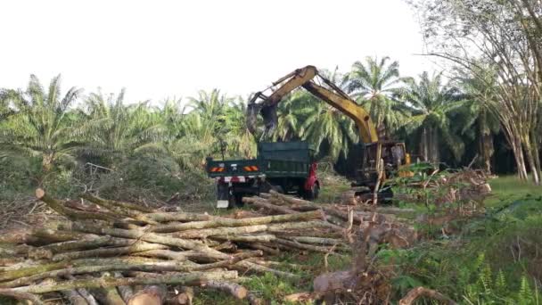 Perak Maleisië Februari 2022 Graafmachine Hydraulische Machine Laden Gesneden Rubberbomen — Stockvideo