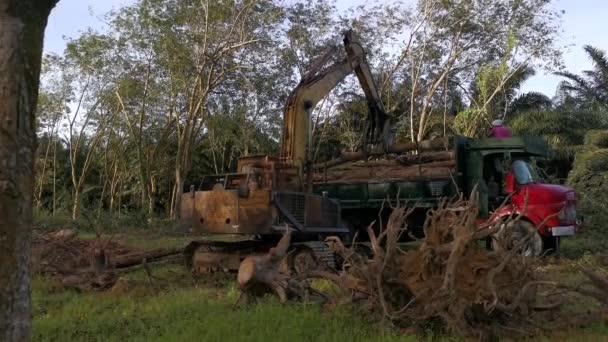 马来西亚 波拉克 2022年2月8日 挖掘机液压挖掘机 装载切割的橡胶树 装进卡车 运往Kg Koh橡胶园加工厂 — 图库视频影像