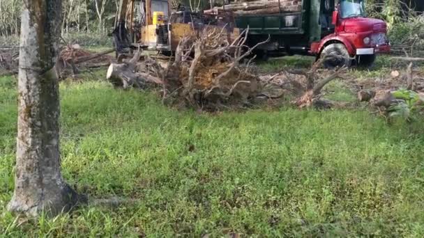 Perak Malesia Febbraio 2022 Macchina Idraulica Escavatore Grabber Carico Tagliare — Video Stock